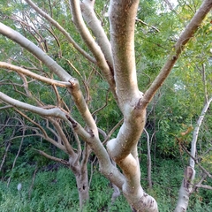 Bursera lancifolia