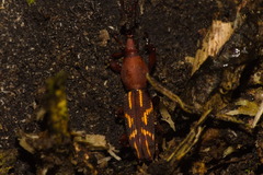 Arrhenodini