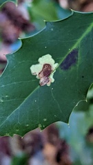 Phytomyza ilicis