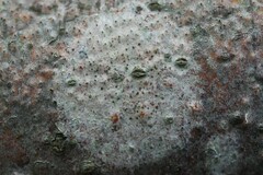 Alyxoria varia