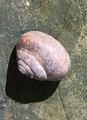 Helicina orbiculata