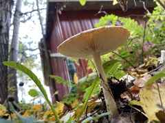 Amanita wellsii