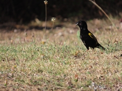 Euplectes capensis capensis