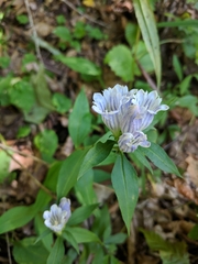 Gentiana villosa