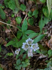 Gentiana villosa