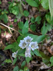 Gentiana villosa