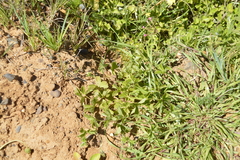 Pelargonium alchemilloides