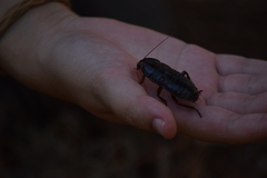 Eurycotis floridana