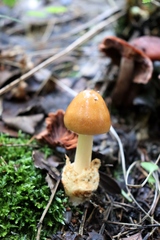 Amanita crocea