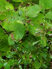 Clethra alnifolia