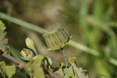 Abutilon sonneratianum