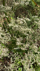 Eupatorium