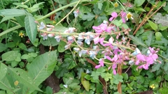 Desmodium incanum