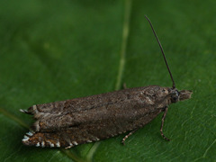Ancylis unguicella