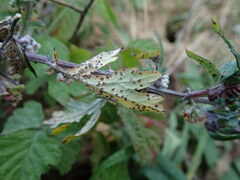 Puccinia
