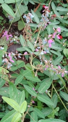 Desmodium incanum