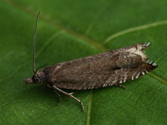 Ancylis unguicella
