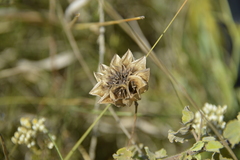 Abutilon sonneratianum