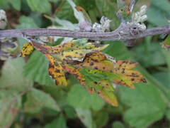 Puccinia