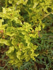 Croton bonplandianus