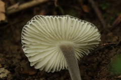 Paraxerula caussei