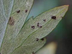 Puccinia