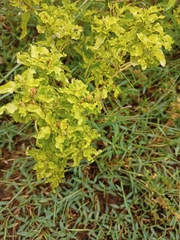 Croton bonplandianus