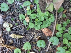 Dichondra repens