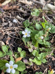 Chaenostoma hispidum