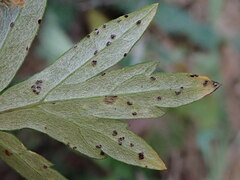 Puccinia