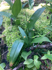 Maianthemum trifolium