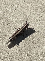 Schistocerca americana