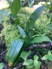 Maianthemum trifolium