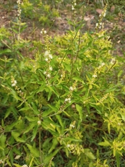 Croton bonplandianus