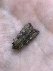 Lithophane furcifera