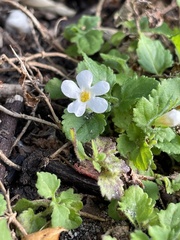 Chaenostoma hispidum