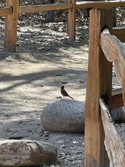 Zonotrichia leucophrys