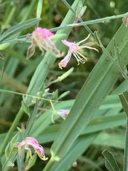 Gaura
