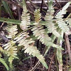 Pteridium aquilinum pseudocaudatum
