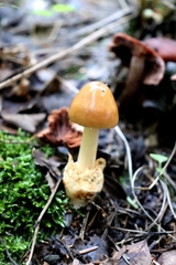 Amanita crocea