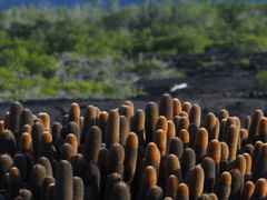 Brachycereus nesioticus