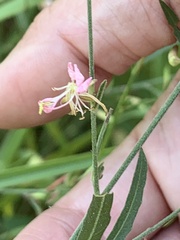 Gaura