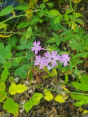 Phlox maculata