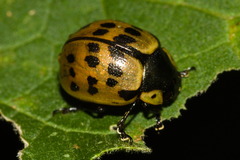 Platyphora fraterna