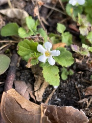 Chaenostoma hispidum