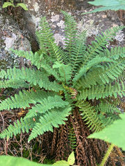 Dryopteris fragrans