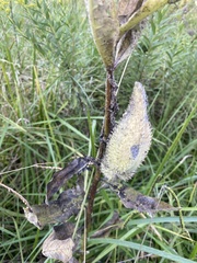 Asclepias