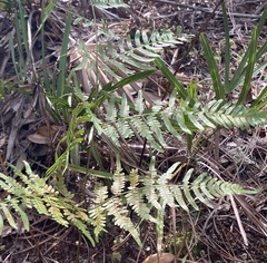 Pteridium aquilinum pseudocaudatum