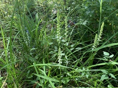 Spiranthes odorata
