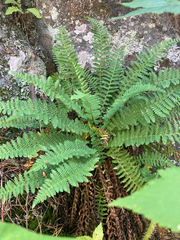 Dryopteris fragrans